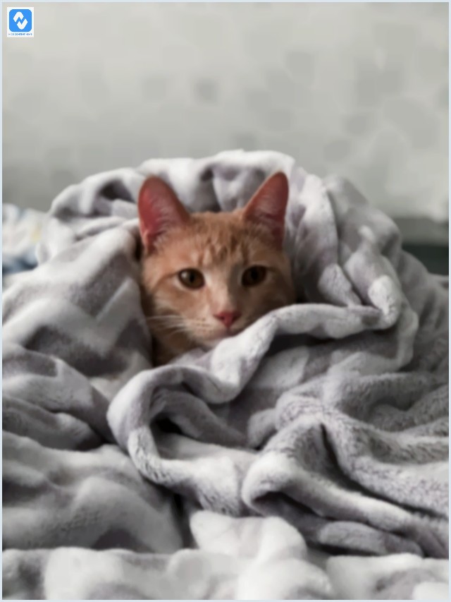 Gato sente frio? Saiba como cuidar dos bichanos durante o inverno Gato sente frio? Saiba como cuidar dos bichanos durante o inverno