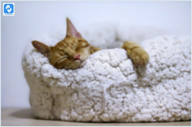 Como fazer cama para gato? Veja algumas ideias para o seu pet