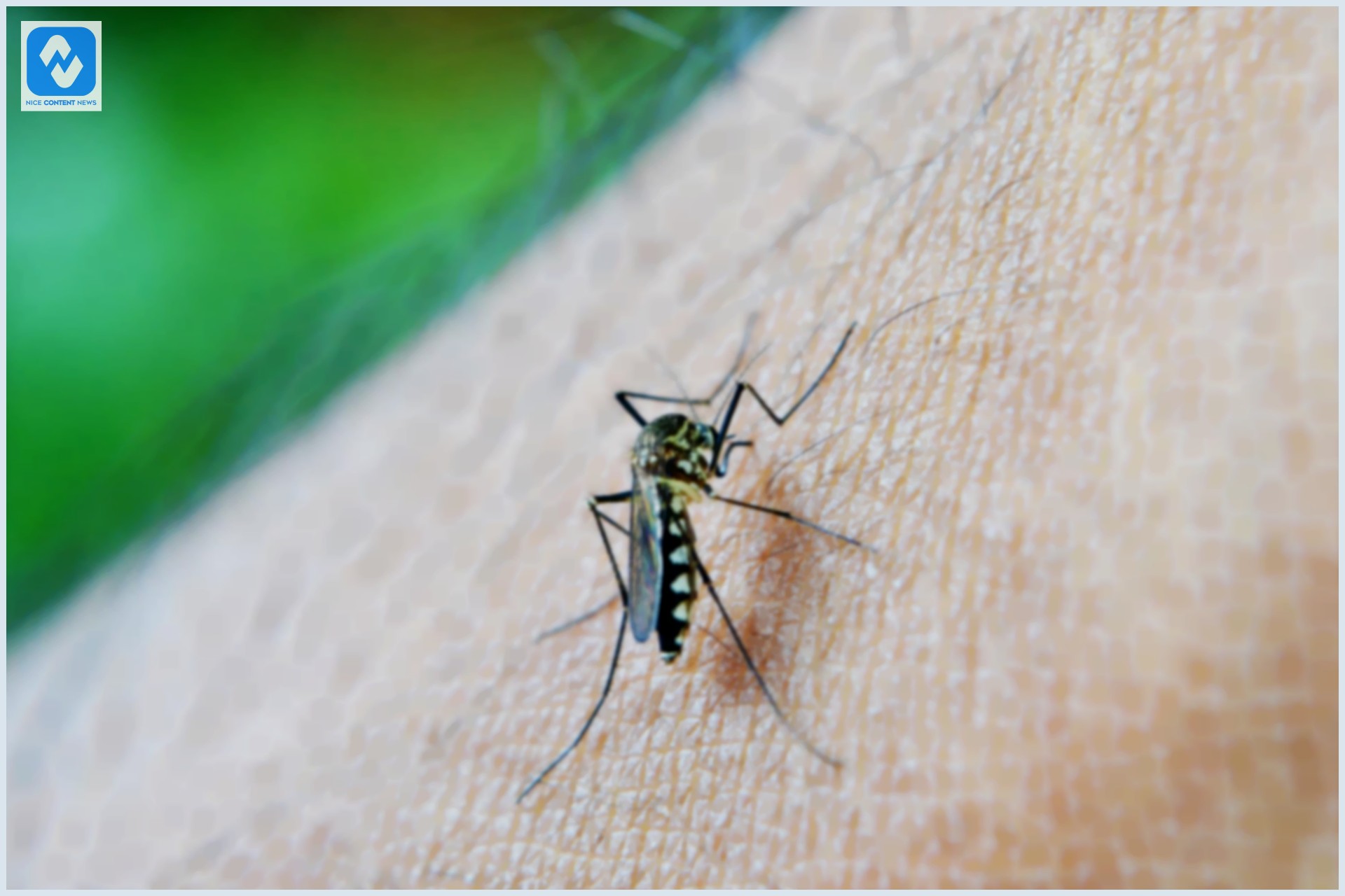 Com aumento de casos de dengue no país, saiba identificar os sintomas Mosquito Aedes Aegypti