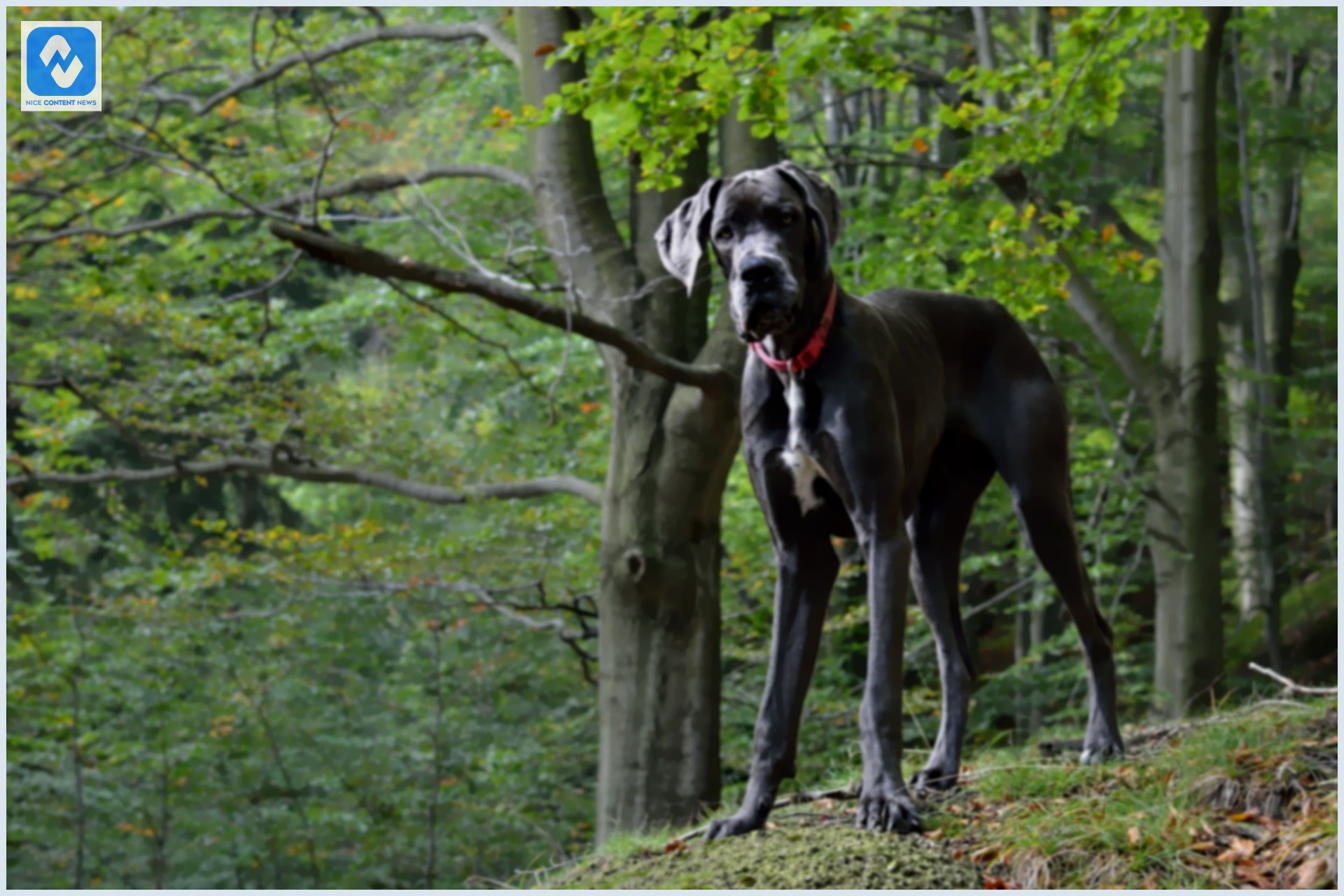 Cachorro Dogue Alemão em uma floresta