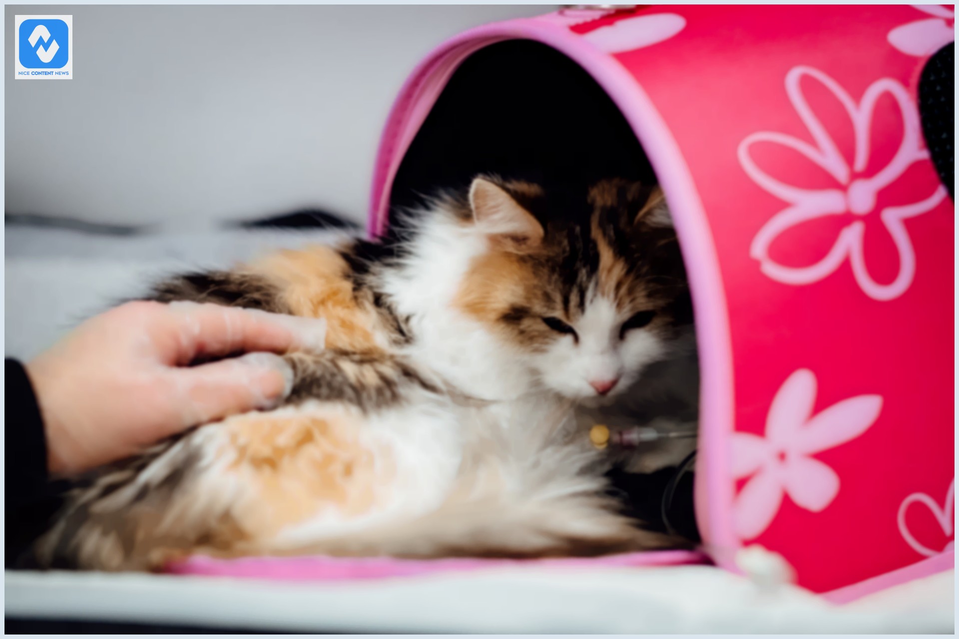 Saiba tudo sobre a toxoplasmose e como tratar Gato com toxoplasmose