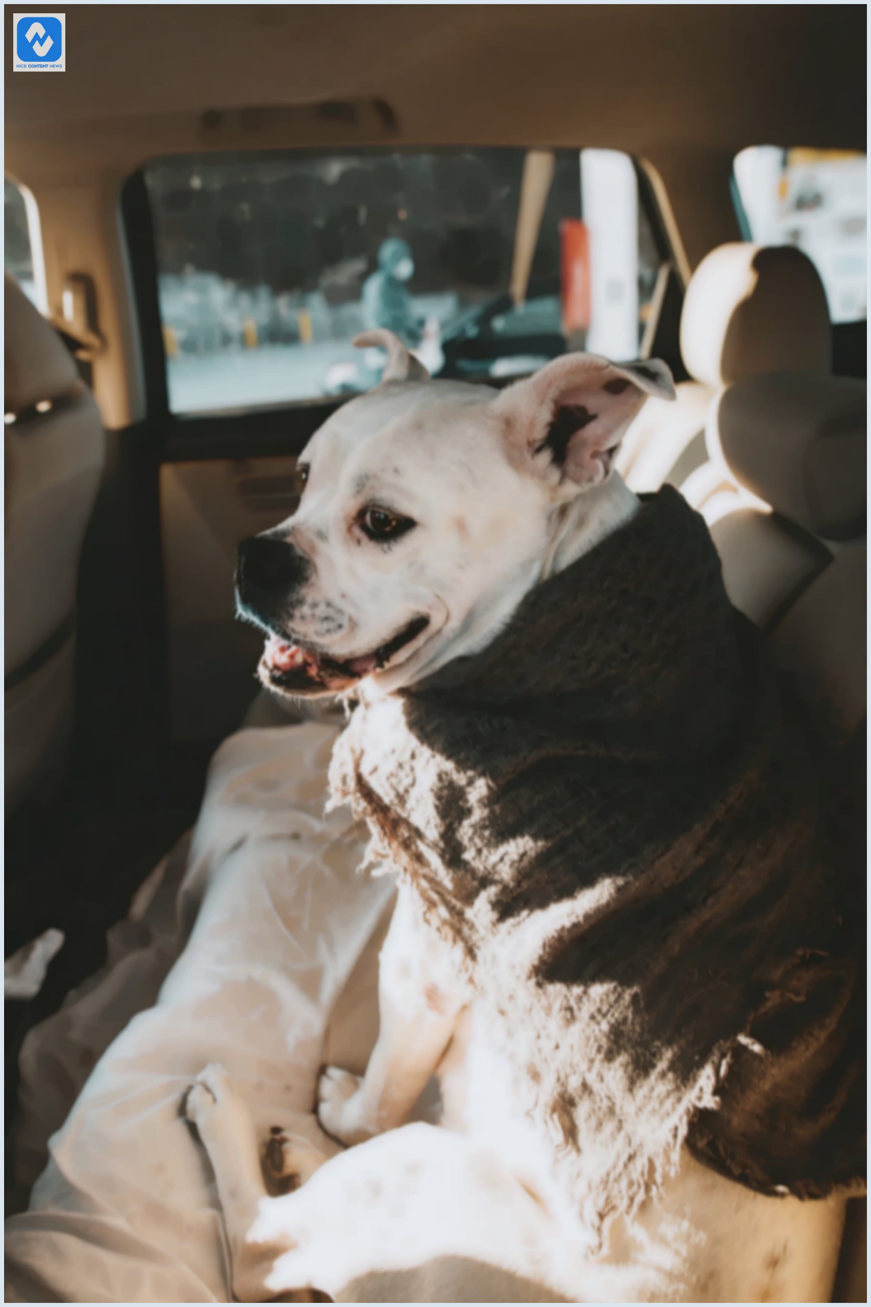 Viajar com cachorro: dicas importantes para sua viagem de carro Cachorro viajando de carro