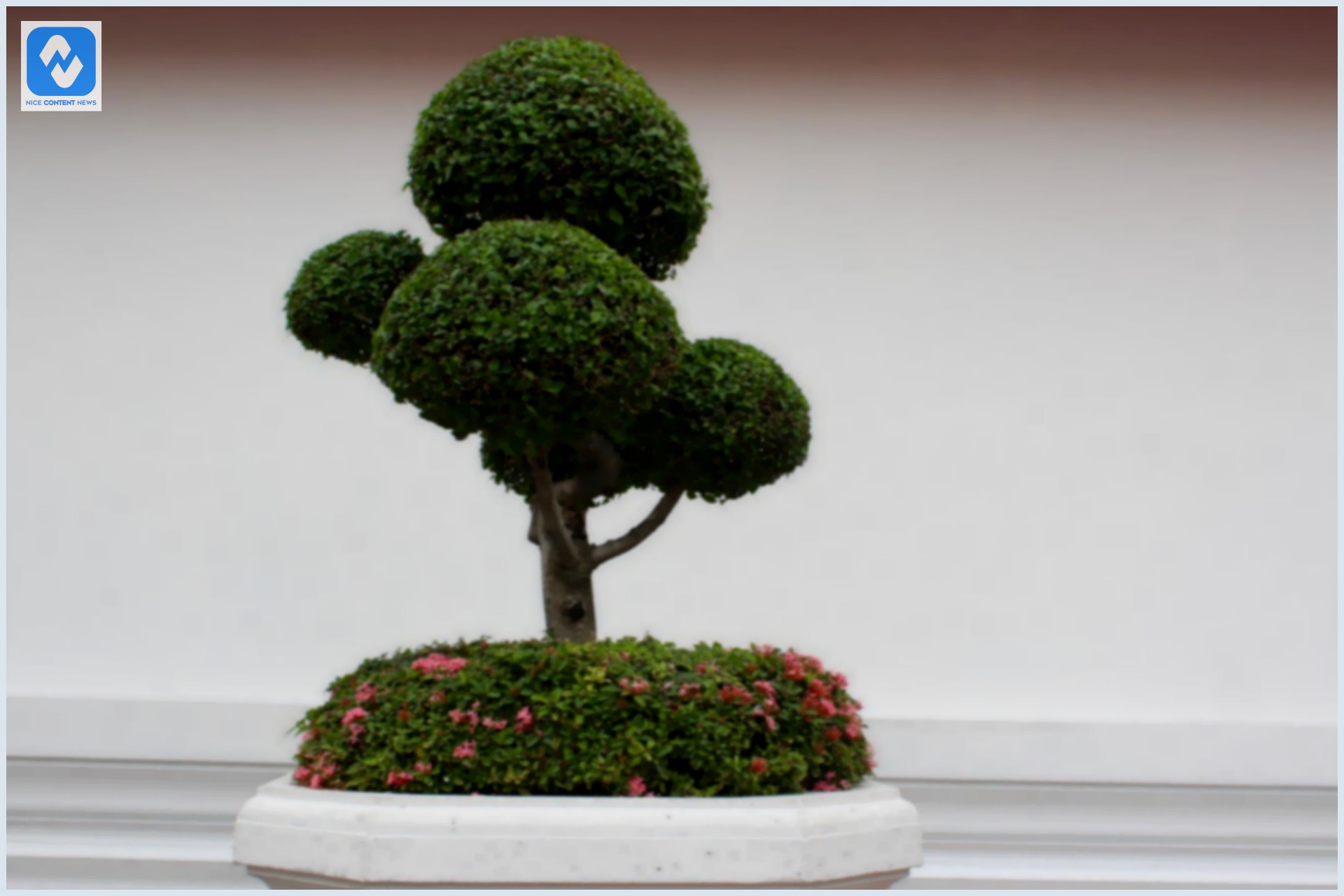 Vaso com um bonsai