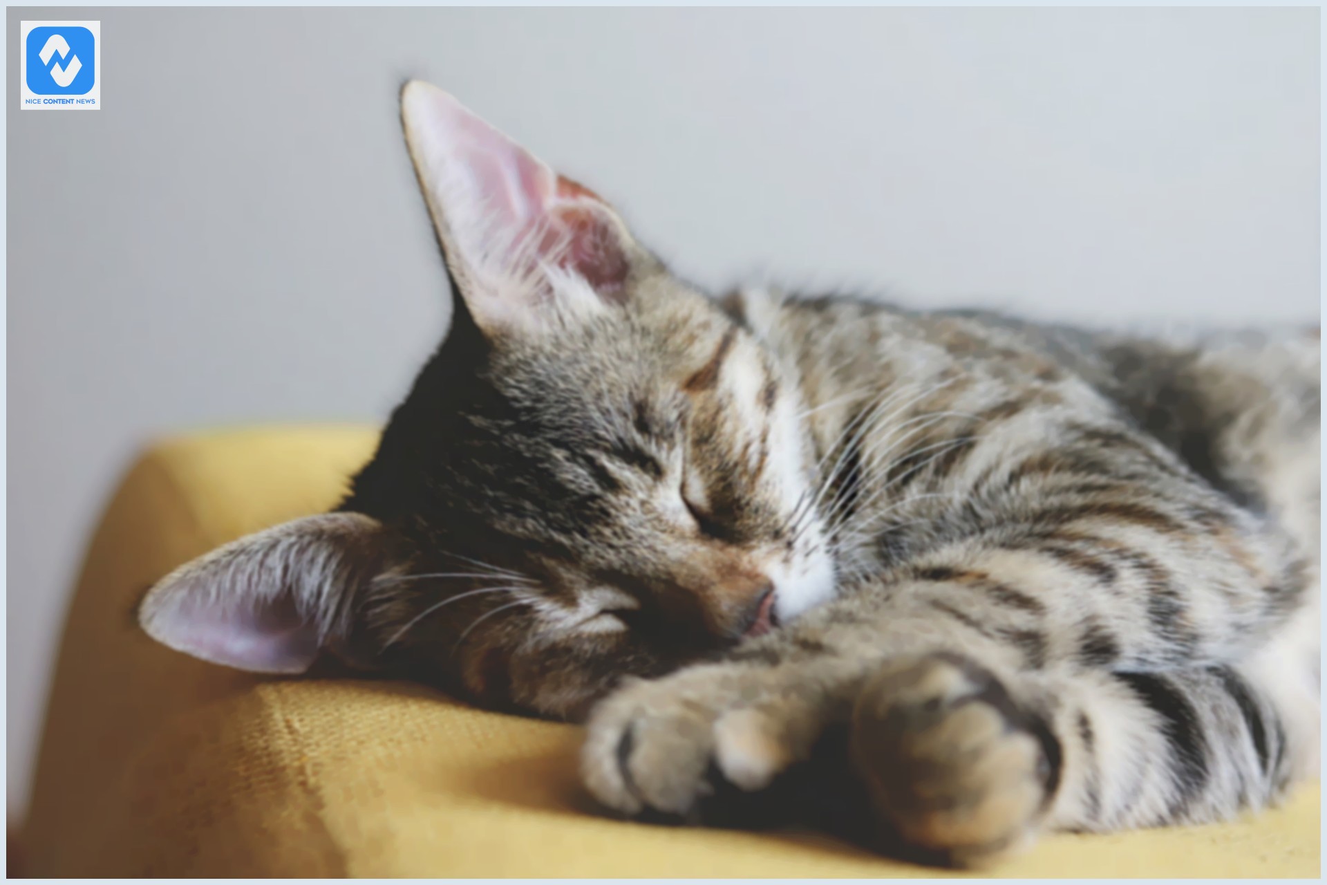 7 dicas para prevenir doenças em gatos